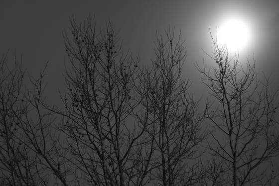 Moonlight