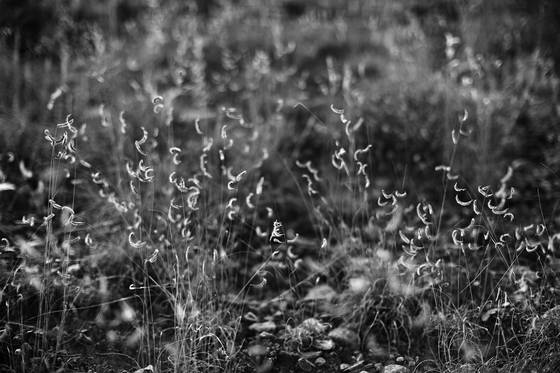 Gramma_grass
