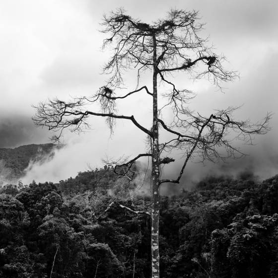 Solitary_tree