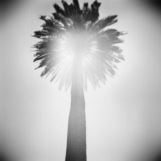Santa_barbara_palm