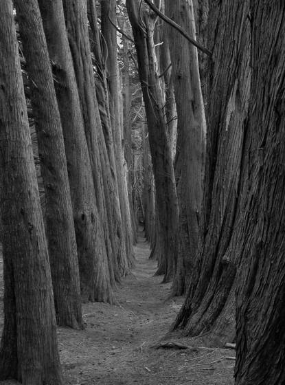 Cypress_hedgerow