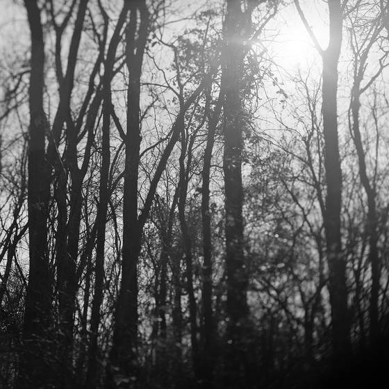 The_light