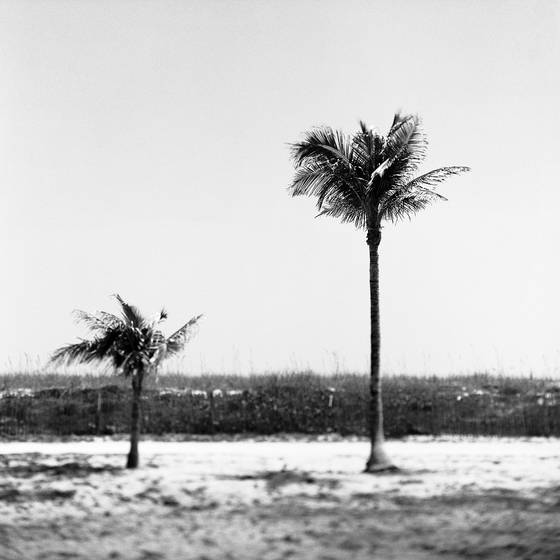 Two_palms_tif