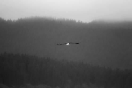 Going_home
