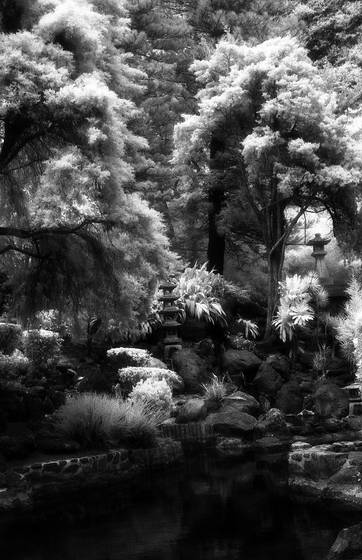 Korean_gardens_in_infrared__1