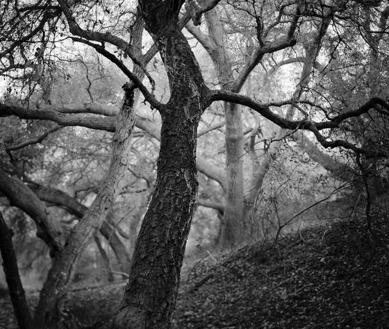 Dancing_oaks
