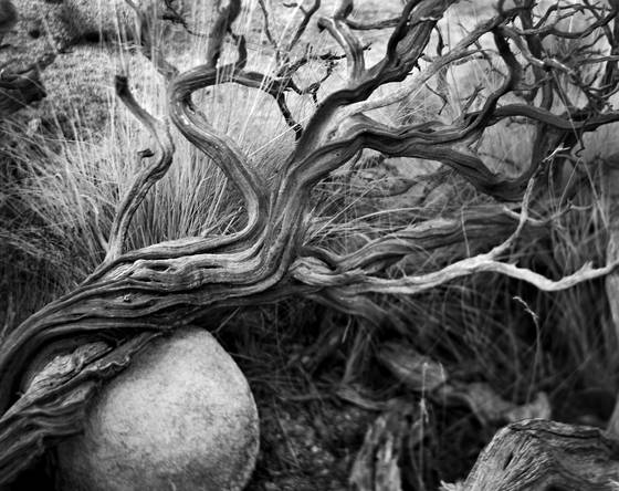 Juniper_study