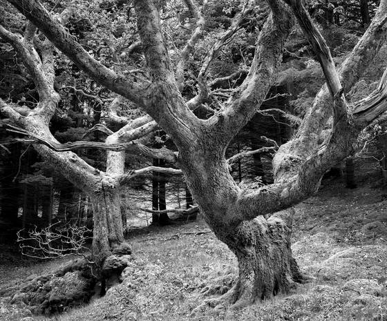 Two_oaks