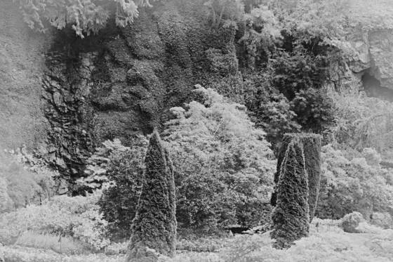 The_garden