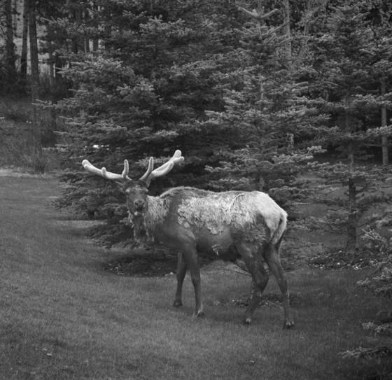 Elk