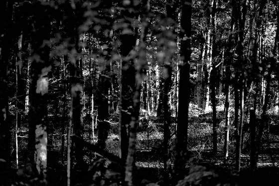 Forest_through_trees