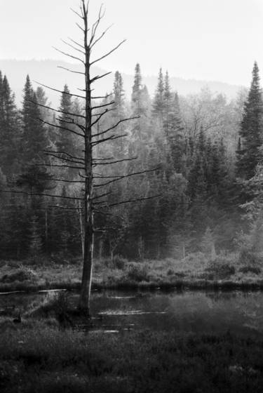 Lonely_tree