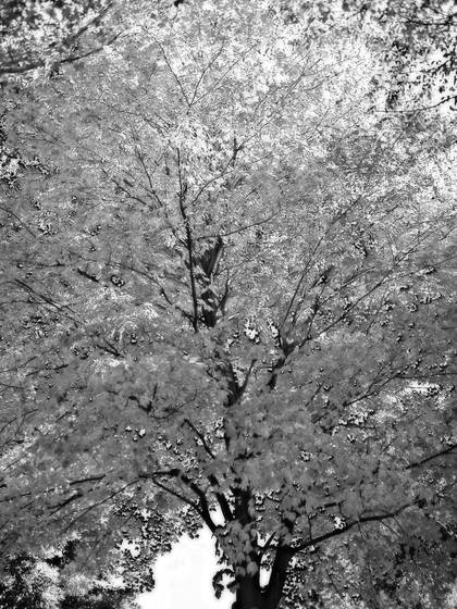 Silver_leaves