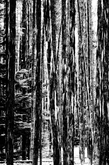 Hidden_forest_2