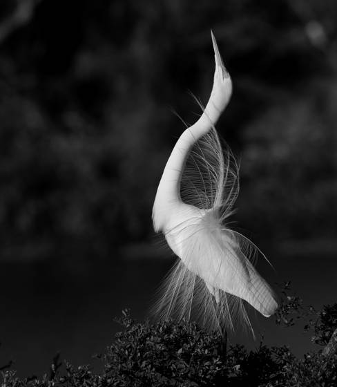 Mating_dance
