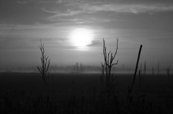 Everglades