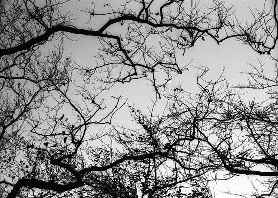 Branches