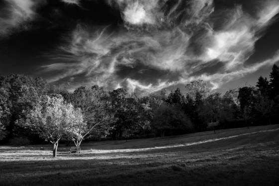 Meadow_light