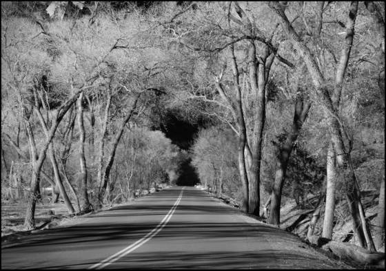 Silver_trees