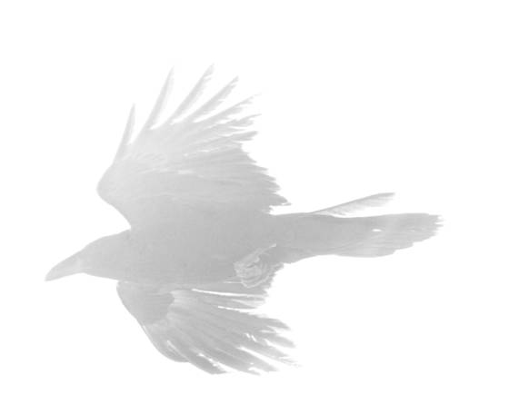 Ghost_raven