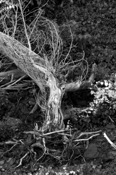 Driftwood
