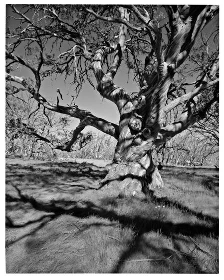Bogong_high_plains