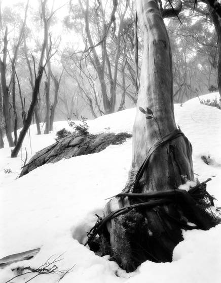 Mt_donna_buang