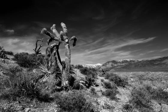 Joshua_tree_storm