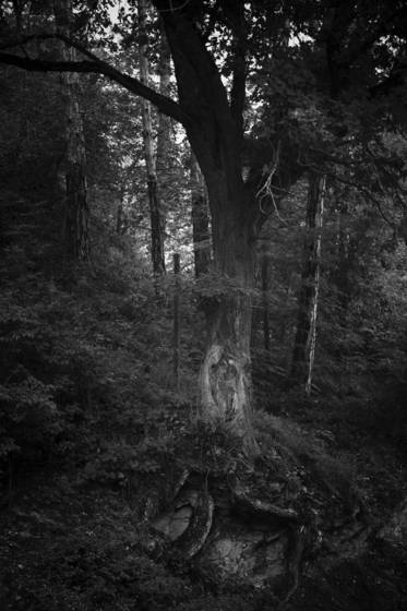 Tree_with_rock