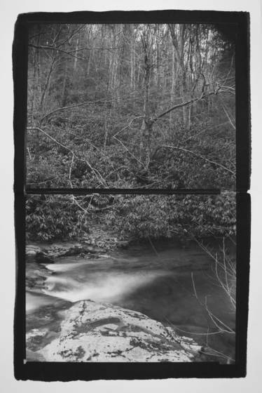 North_carolina_woods
