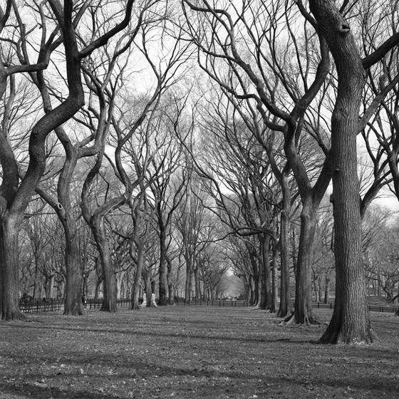 Elms_of_central_park
