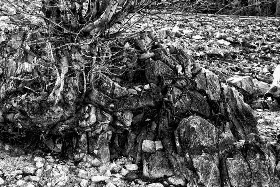 Rocks_and_tree