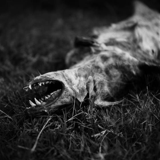 Kill_or_be_killed