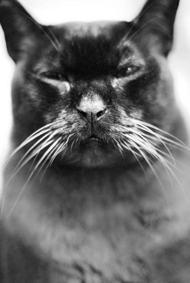 My_cat_s_homage_to_curtis