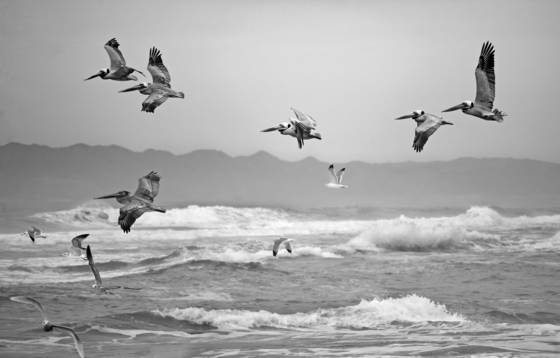 Pelicans_and_seagulls