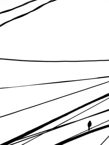 Bird_on_a_wire