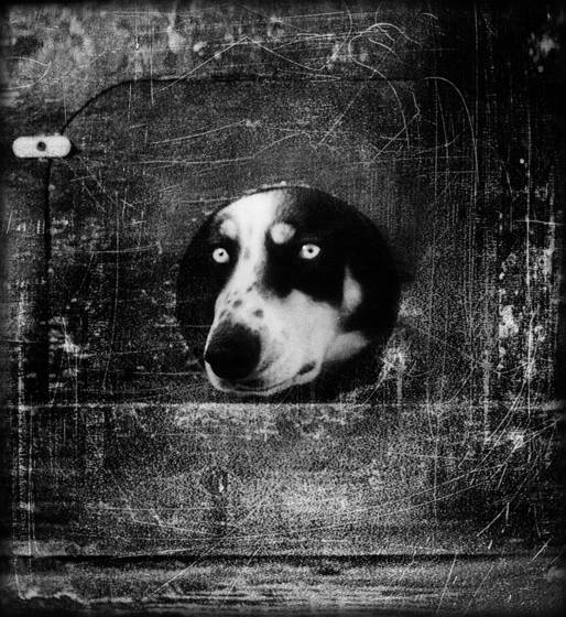 The_watcher