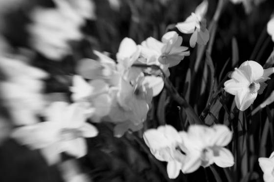 Flowers_in_the_wind