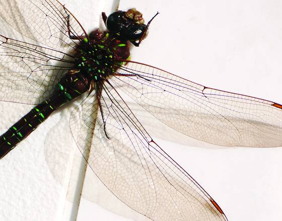 Gossamer_wings