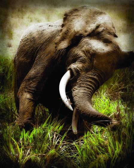 Elephant_sneeze