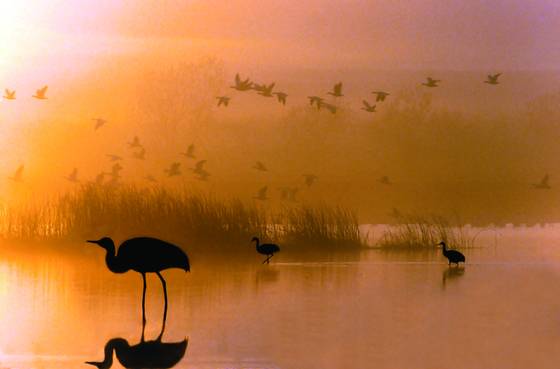 Sandhill_crane_morning