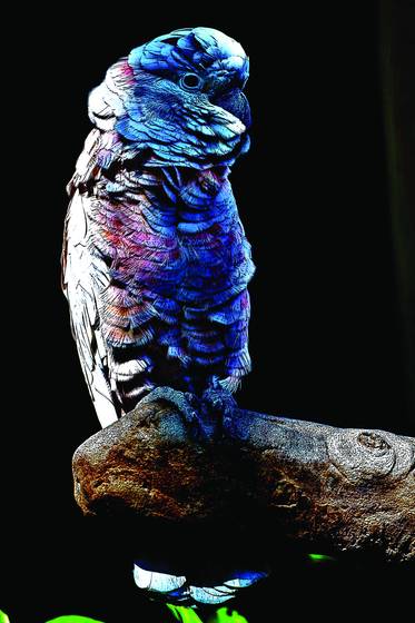 Bird_4