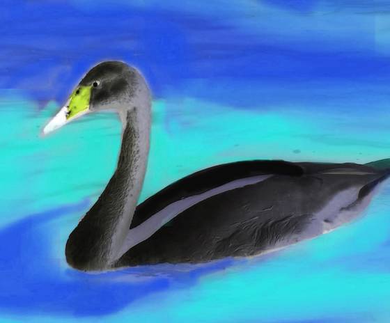 Negative_swan