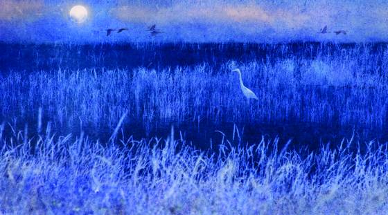 Blue_heron