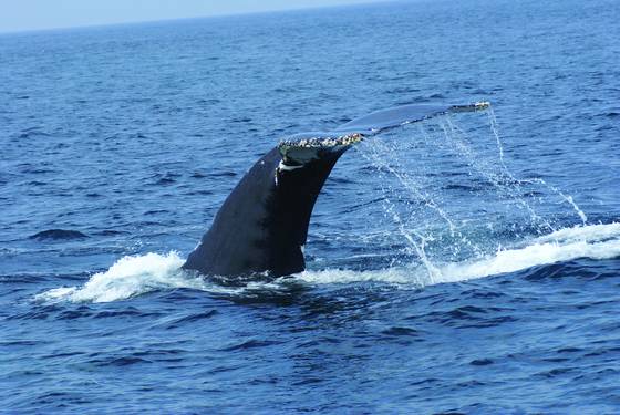 Wonder_of_the_seas_4