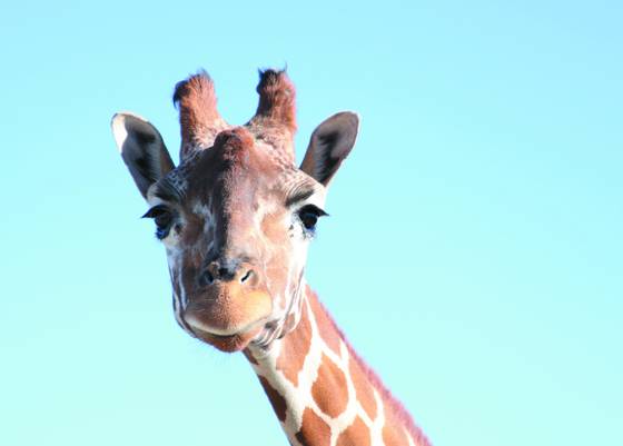 Giraffe