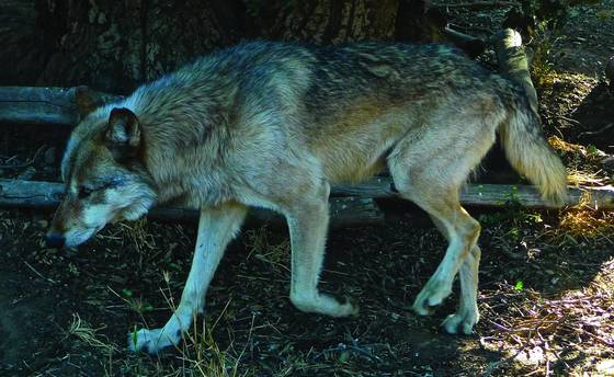 Wolf_4