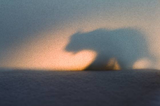 Arctic_mood__77