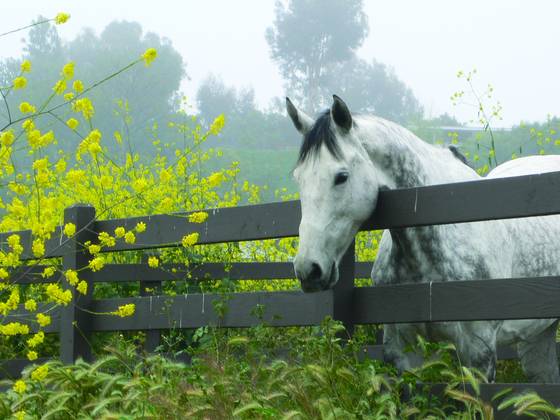 Dappled_yellow_and_grey