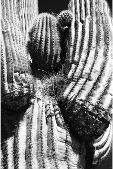 Saguaro_cactus